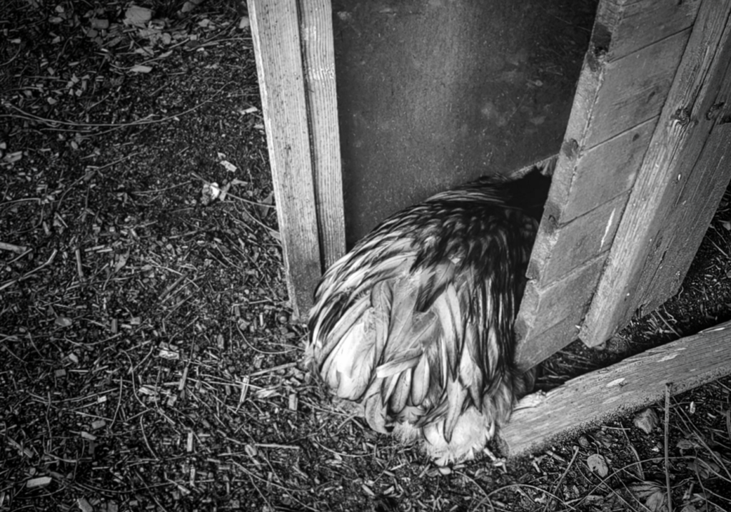 Hahn sitzt in einer Nische – Symbol für die berufliche Nische und Fachkräftemangel neumacher Unternehmensberatung